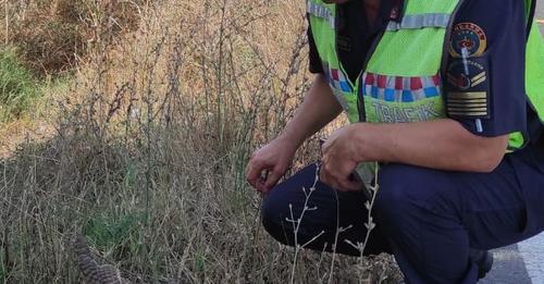 Yaralı Baykuş tedavi amacıyla korumaya alındı
