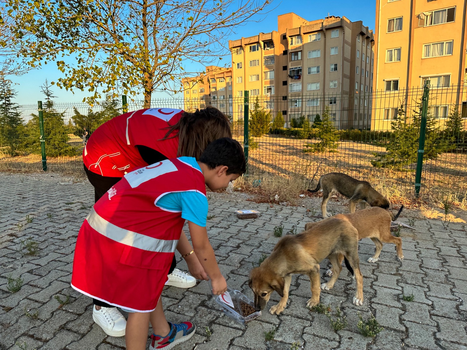 Kızılay’dan Can Dostlarımıza Yardım Eli