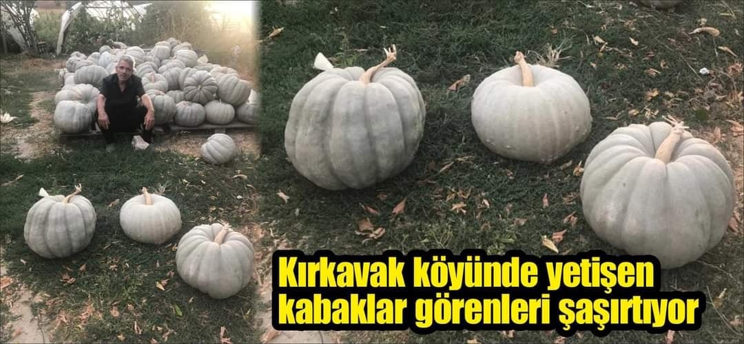 KIRKAVAK KÖYÜNDE YETİŞEN KABAKLAR GÖRENLERİ ŞAŞIRTIYOR