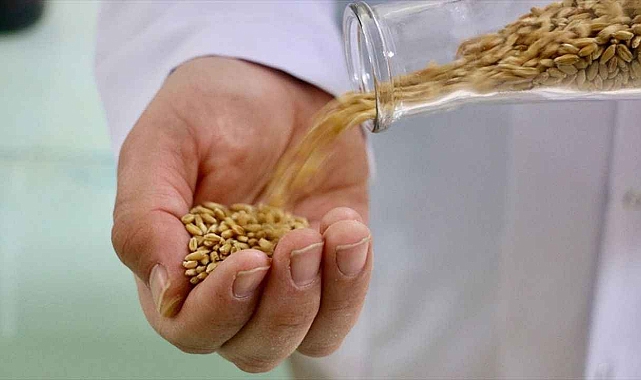 Buğday ve Arpa nın sertifikasyon süreci başlatıldı.