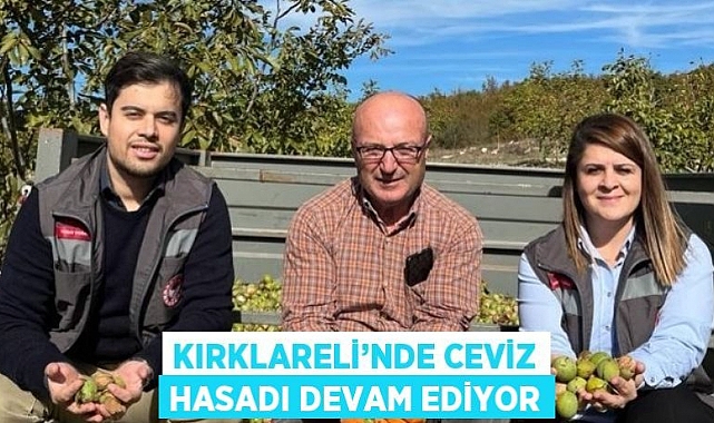 Ceviz Hasadı Başladı...