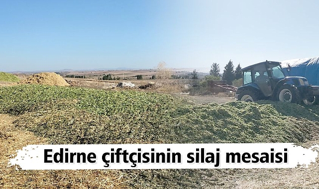 Edirne Çiftçileri İkinci Mahsül Mısırları Silaj Olarak Değerlendiriyor