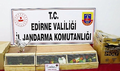 Edirne İl Jandarma Komutanlığı Kaçak Hayvan Kaçakçılığı Operasyonu Düzenledi