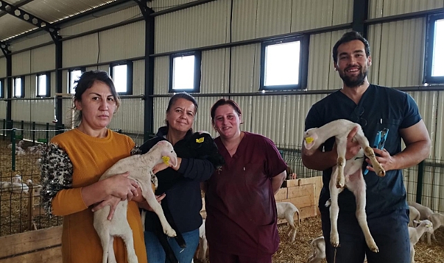Küpeleme ve aşı yapıldı