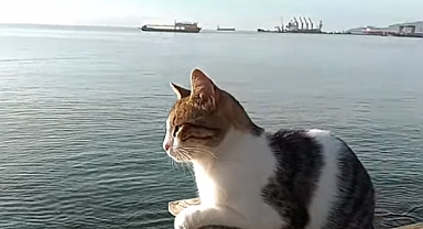 Sahili Mesken Tuttu...
