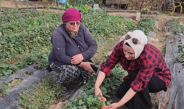 Çilek yetiştiriciliği hakkında bilgilendirme...