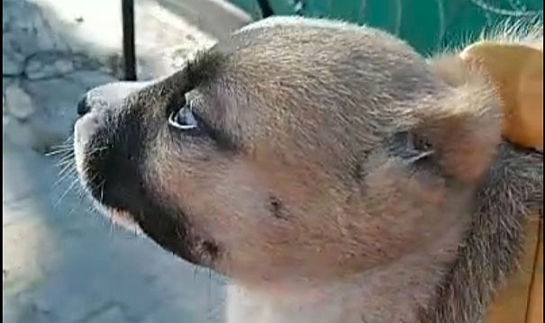 Edirne'de ağzı bağlı çuvalda, kulakları ve kuyruğu kesilmiş yavru köpek bulundu