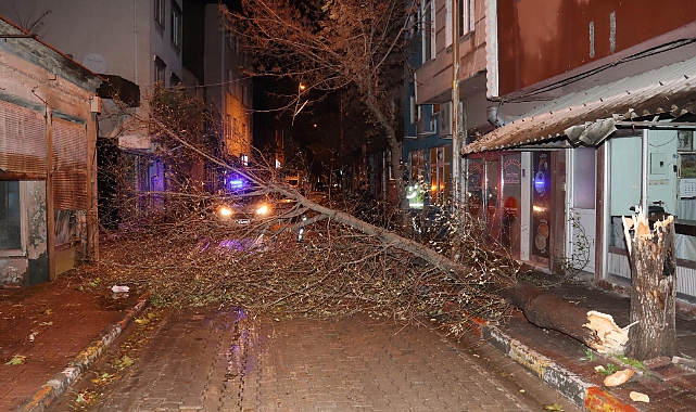 Edirne'de lodos ağaçları devirdi