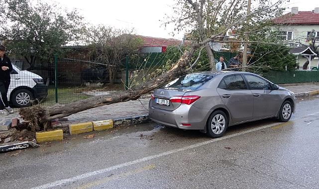 Edirne’de lodosun devirdiği ağaç otomobile hasar verdi