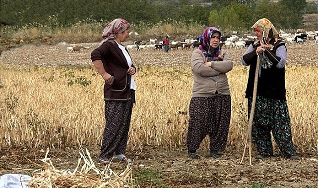 FASULYE MESAİSİ...