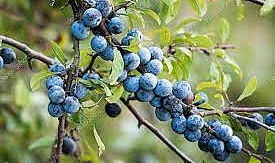 Hasat Zamanı...