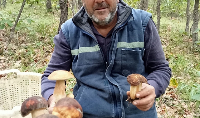 ISTRANCA'LARDA KUZU GÖBEKLERİ...