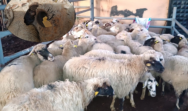 İzinsiz Hayvan Hareketine Cezai İşlem