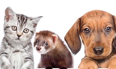 Kedi, köpek ve gelinciklere çip uygulanıyor
