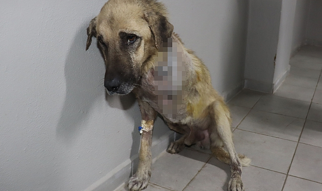 Tüfekle vurulan köpeğin bacağı ampute edildi