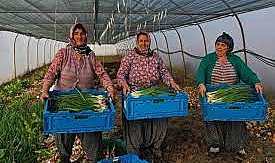 Üreticilere Yüzde 75 Hibe Desteği...