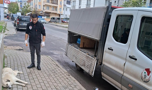 Veteriner İşleri Müdürlüğü gece gündüz çalışıyor