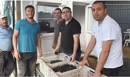 Zeytin Alım Kampanyasına Başladı...