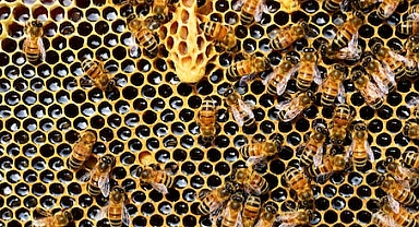 "Arı Yetiştiriciliği Kursu" müracaatları başladı