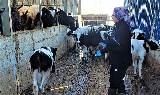 Brusella Aşı Çalışmaları Hız Kesmeden Devam Ediyor