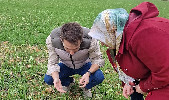 Buğday ve Kanolalar Sağlıklı Bir Gelişim Gösteriyor