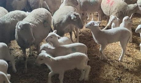 Destekleme tespit çalışmaları devam ediyor