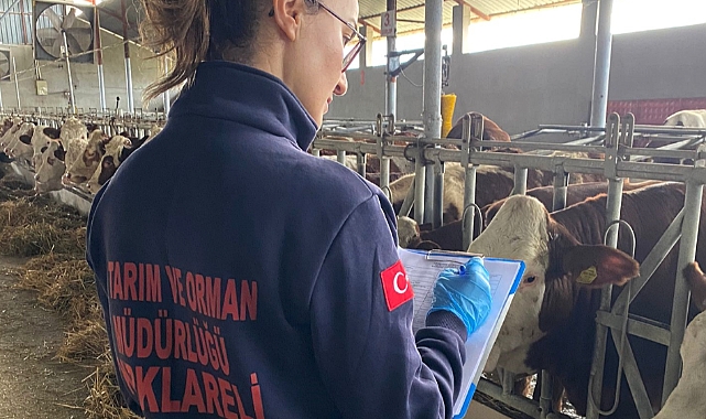 İthal Büyükbaş Hayvanlara Karantina ve Aşılama İşlemleri Yapıldı