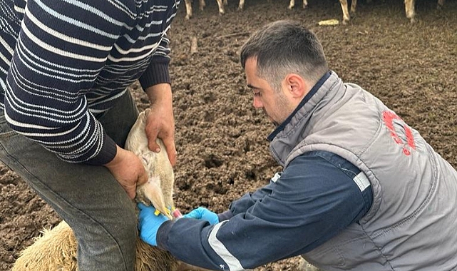 Kofçaz’da Koyun Keçi Vebası Araştırma Çalışmaları Devam Ediyor