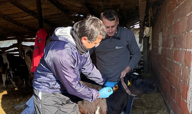 Şap ve Brucella Aşılamaları Devam Ediyor