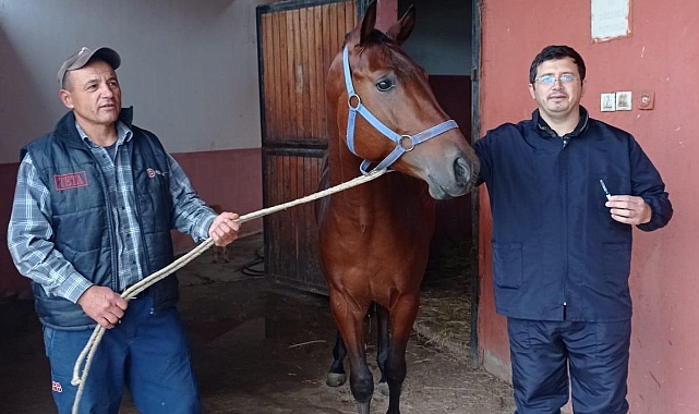 Tek Tırnaklı Hayvanlara Sağlık Kontrolü ve Aşı Yapıldı