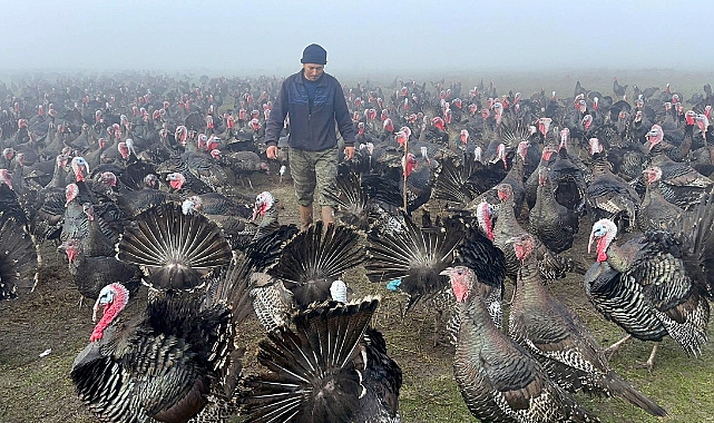 Yılbaşı hindisinin kilosu 350 lira