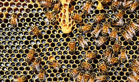 Kilolarca arı keki dağıtımı yapıldı