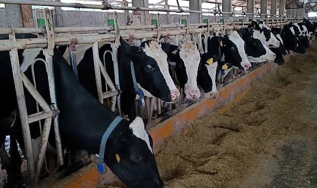 Kırklareli İl Tarım ve Orman Müdürlüğü, Celaliye Köyü'nde Brusella Hastalığıyla Mücadelede Etkin Çalışmalarını Sürdürüyor