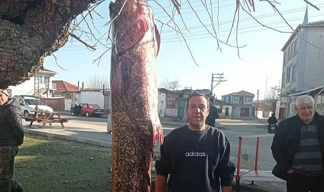 Meriç Nehri'nde 2 metre 30 santimlik yayın balığı yakaladı