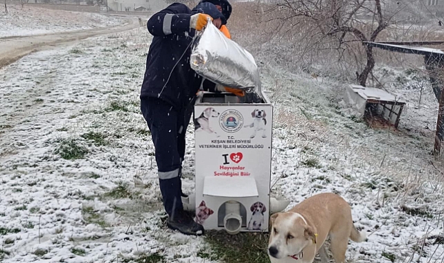 Sokak Hayvanları İçin Yardım Eli