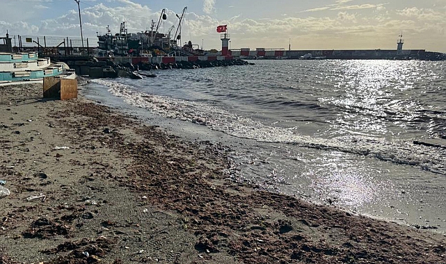 Tekirdağ'da sahil yosunla kaplandı