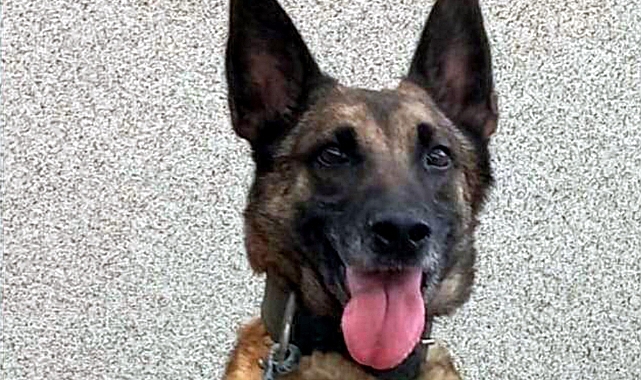Tekirdağ'ın narkotik köpeği Larissa öldü