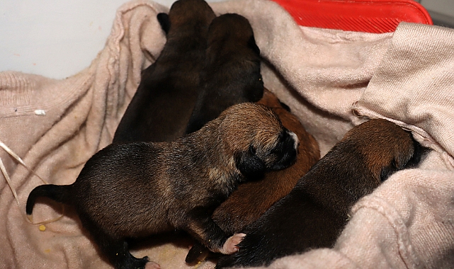 Temizlik işçileri çöp konteynerindeki kolide 5 yavru köpek buldu