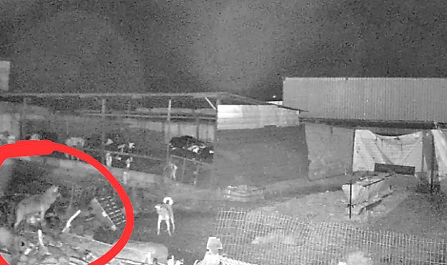Edirne'de kurtlar indikleri köylerde 10 koyunu öldürdü