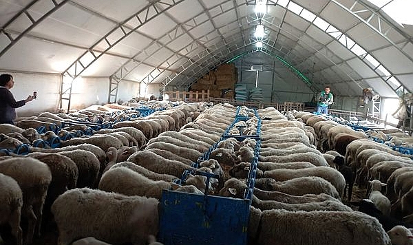 Mavidil Hastalığına Karşı BLU-T4 Etvac Aşısı Uygulanıyor