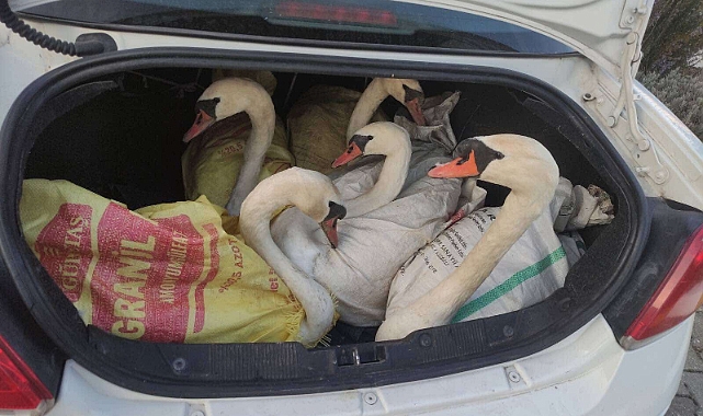 Otomobilde 6 kuğu ele geçirildi, 3 kişiye 170 bin lira ceza kesildi