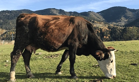 Süt ve Süt Ürünleri Üretimi Verileri Yayınlandı