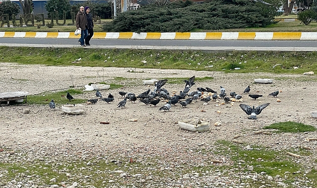 Vatandaşlar güvercinler için kanatlarını gerdi