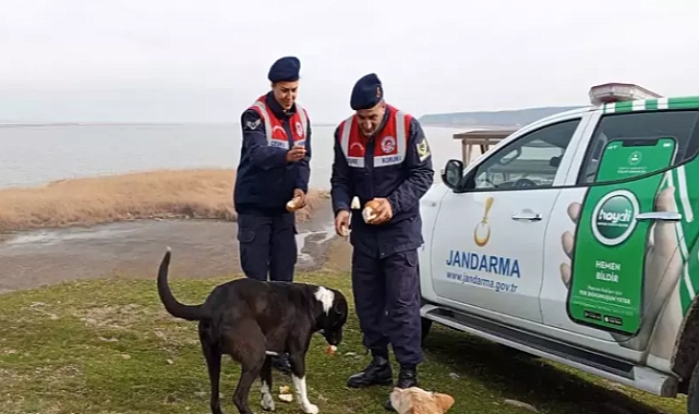 Jandarma, Gala Gölü'ndeki sahipsiz hayvanları besledi
