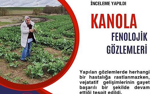 Babaeski İlçe Tarım ve Orman Müdürlüğü’nden Kanola Tarımında Başarı