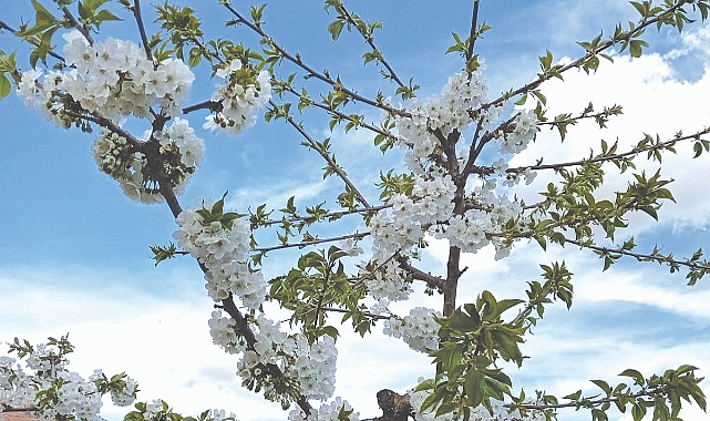 Baharın İlk İşaretleri Babaeski’de Çiçek Açtı!