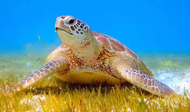 Caretta carettalar için 'sessizlik' uyarısı