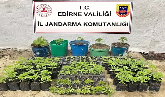 Edirne'de evde 196 kök Hint keneviri ele geçirildi