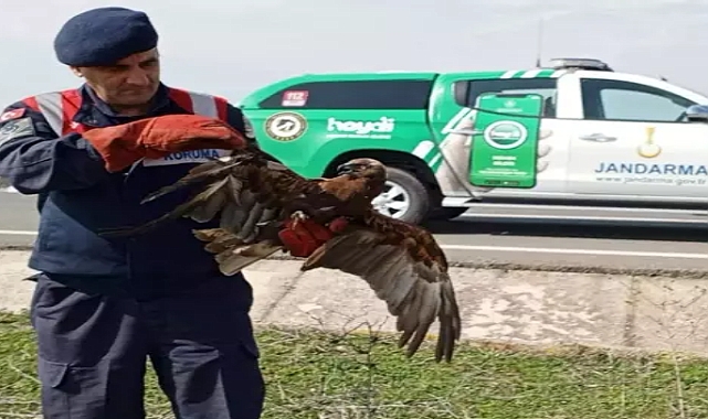 Edirne'de jandarmanın bulduğu yaralı şahin, tedaviye alındı