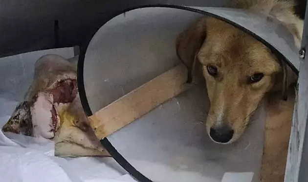 Hamile köpek pompalı tüfekle vuruldu, yavrusu öldü